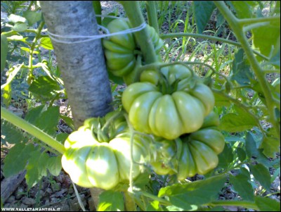 08072017costoluto-fiorentino.jpg