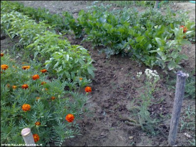 12072017achillea.jpg