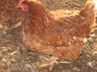 Gallina2.jpg