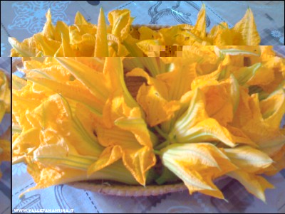 15072017fiori-zucca.jpg