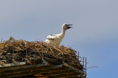 Cicogne Fucecchio salvataggio 01 (foto Gino Santini).jpg