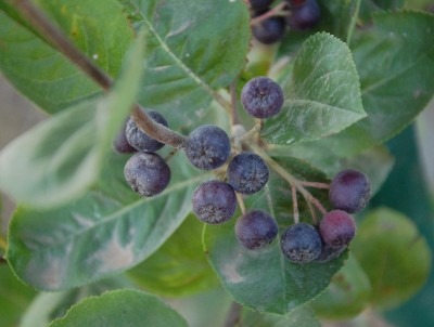 Aronia melanocarpa.JPG