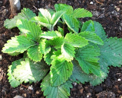 fragaria moschata Askungen.jpg