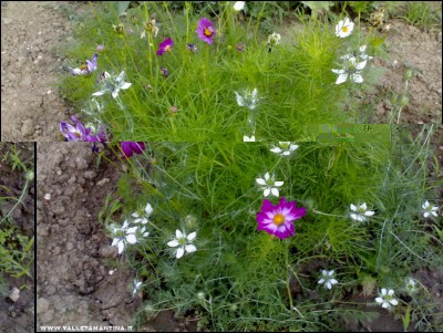 18072017cosmea-nepetella.jpg