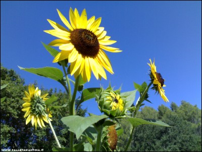 28072017girasoli.jpg