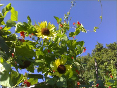 28072017girasoli-fagioli.jpg