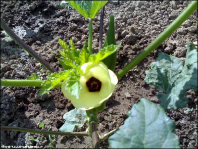 22072017fiore-okra.jpg