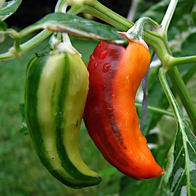 fish-pepper-plantium.ru-600x600.jpg