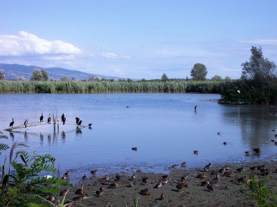 Padule di Fucecchio, Area Righetti (foto Alessio Bartolini).jpg