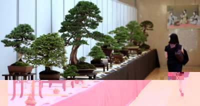 CRESPI BONSAI _Mostra.jpg