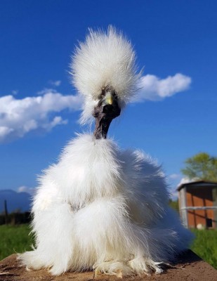 Showgirl di Enrico Cecchin.jpg