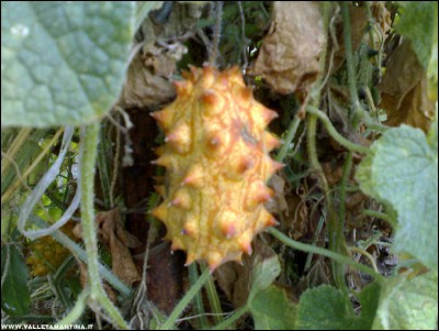 13082017kiwano.jpg