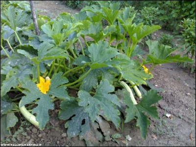 29072017zucchino-bianco.jpg