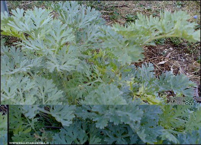 05082017artemisia.jpg