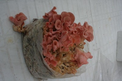 pleurotus.JPG