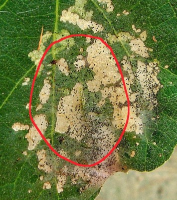 Choreutis_nemorana - Copia.JPG