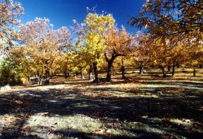 blu autunno.JPG