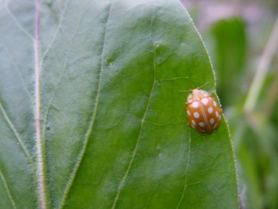 coccinella gialla.JPG