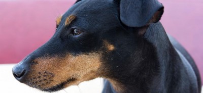 Anchor_the_Manchester_Terrier0.jpg