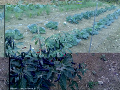 03092017cavoli-peppers.jpg