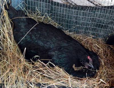 Australorp-chioccia.jpg