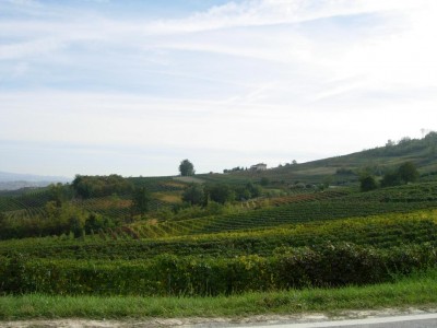 Vigne nelle Langhe.jpg