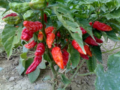 15092017peperoncini-bhut-jolokia.jpg