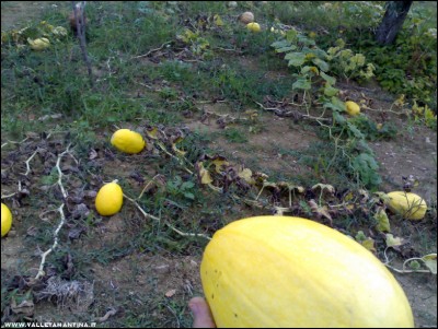 15092017zucche-spaghetti.jpg