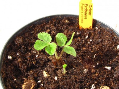 Fragaria orientalis.JPG