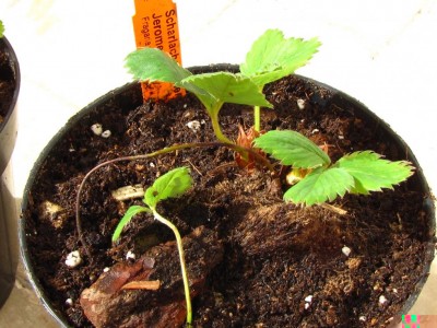 Fragaria virginiana  Jerome.JPG