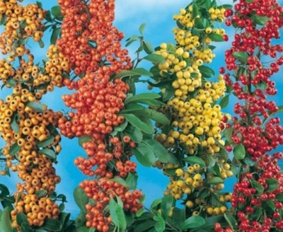 Varietà di Pyracantha.JPG