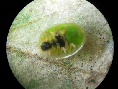 Cassida sp.+cleistoteci oidio quercia.JPG