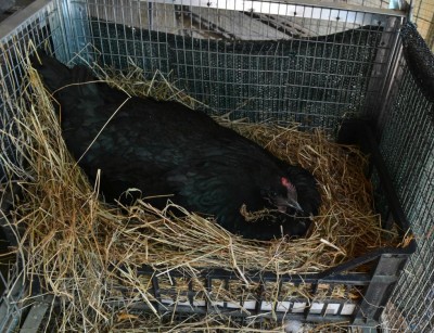 Australorp-chioccia.jpg