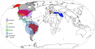 X. fastidiosa - distribution map.jpeg