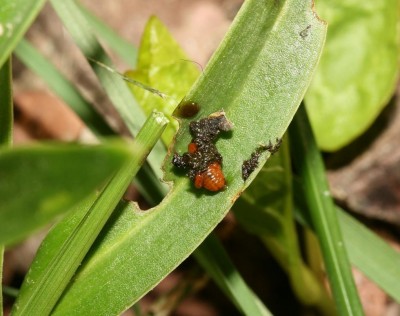 criocera giglio (larva).JPG