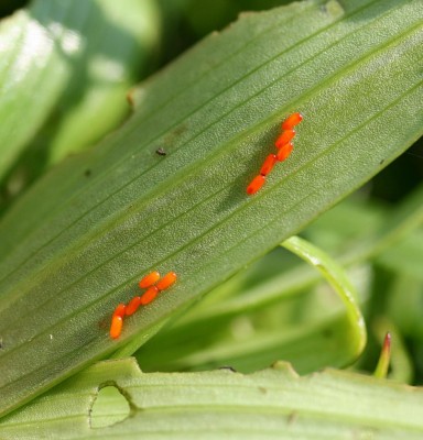 criocera giglio uova.JPG