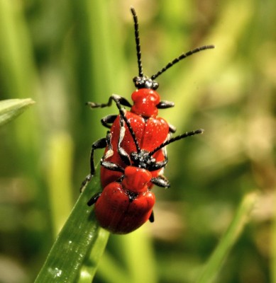 criocera giglio copula.JPG