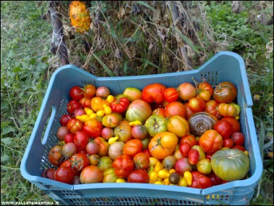 02102017pomodori-kiwano.jpg