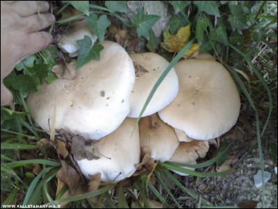 03102017funghi2.jpg