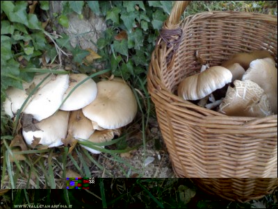 03102017funghi3.jpg