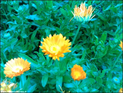 03102017calendula.jpg