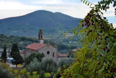 Giuggiole -  Arquà Petrarca - Colli Euganei.jpg