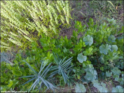 12102017sedano-basilico-malva-catapuzia.jpg