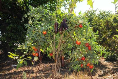 giuseppe-marino-albero-melanzane-e-pomodoro-3-1.jpg