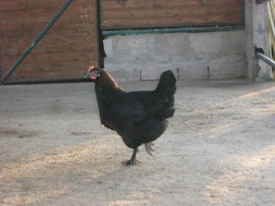 marans1.jpg