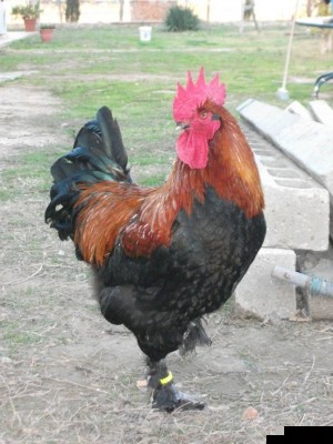 marans.jpg