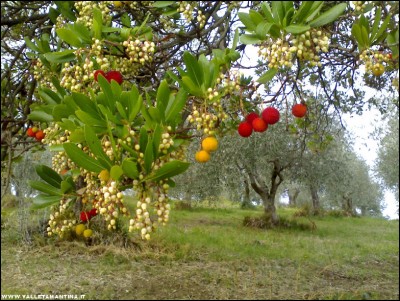 23102017corbezzolo.jpg