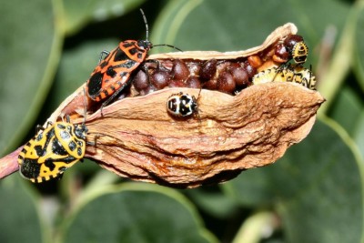 E.ornata(ventralis)_semi_di_cappero.jpg