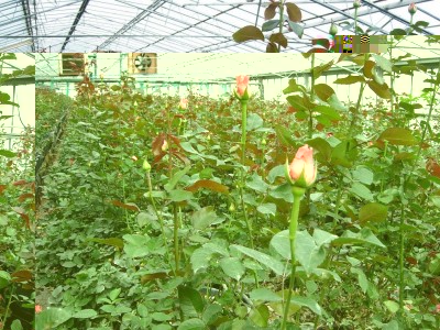 San Biagio della Cima_serra rose.JPG