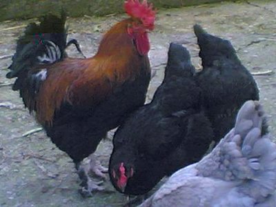 marans2.JPG